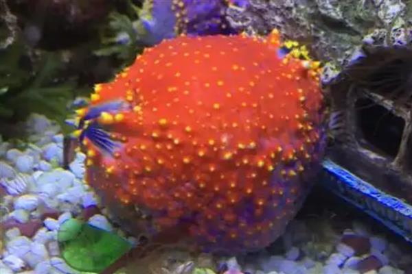 海苹果是一种什么生物，是一种又大又圆的海参