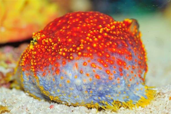 海苹果是一种什么生物，是一种又大又圆的海参