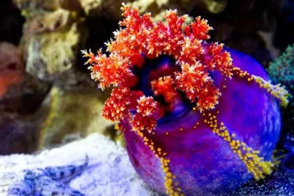 海苹果是一种什么生物，是一种又大又圆的海参