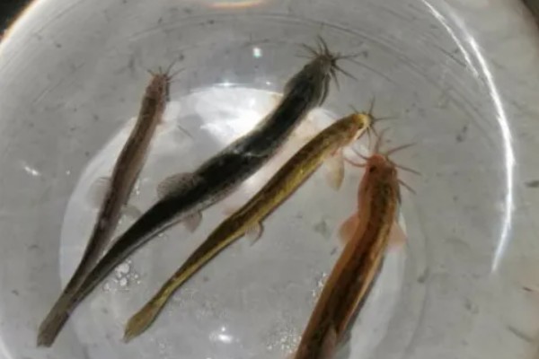 泥鳅爱吃什么，以浮游生物、水生昆虫等为食