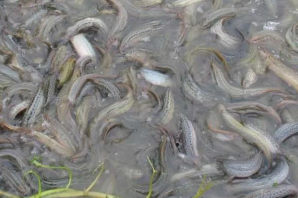 泥鳅爱吃什么，以浮游生物、水生昆虫等为食