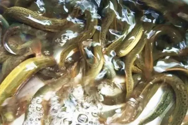 泥鳅爱吃什么，以浮游生物、水生昆虫等为食
