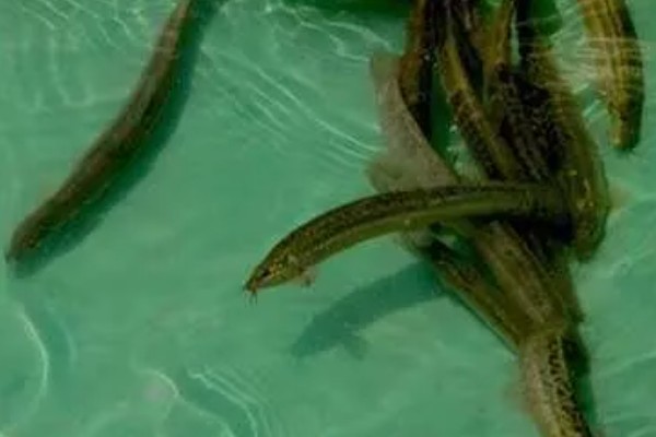泥鳅爱吃什么，以浮游生物、水生昆虫等为食