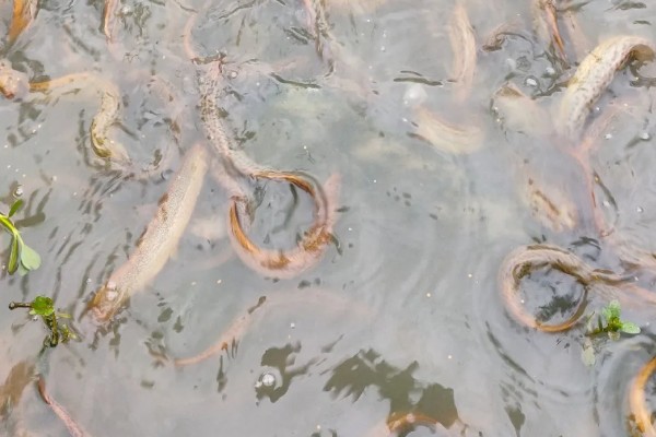 泥鳅爱吃什么，以浮游生物、水生昆虫等为食
