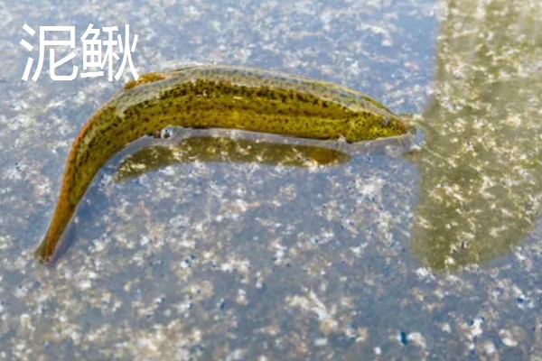 泥鳅爱吃什么，以浮游生物、水生昆虫等为食