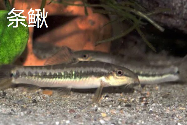 泥鳅爱吃什么，以浮游生物、水生昆虫等为食