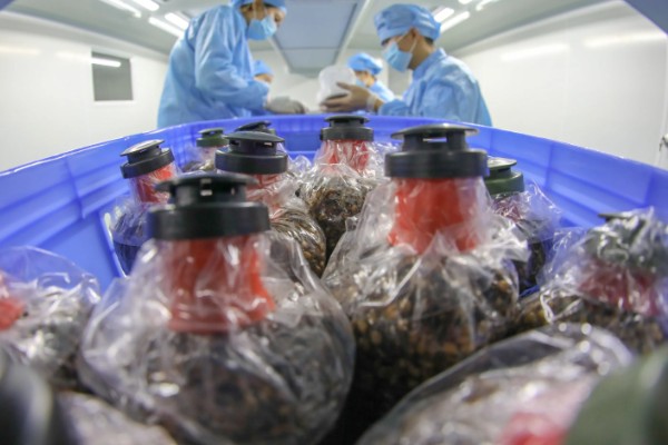 羊肚菌的栽培方法，整地时要施撒生石灰和草木灰