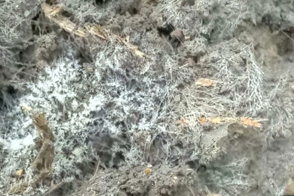 羊肚菌的栽培方法，整地时要施撒生石灰和草木灰