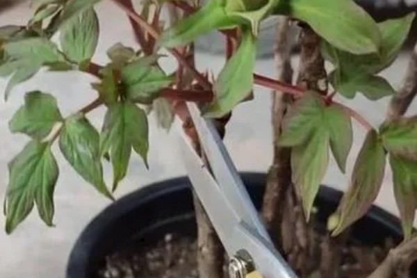 芍药花用什么肥料，栽种前以腐熟的骨粉、厩肥和堆肥为主