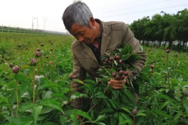 芍药花用什么肥料，栽种前以腐熟的骨粉、厩肥和堆肥为主
