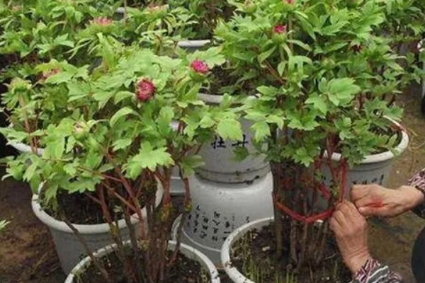 芍药花用什么肥料，栽种前以腐熟的骨粉、厩肥和堆肥为主