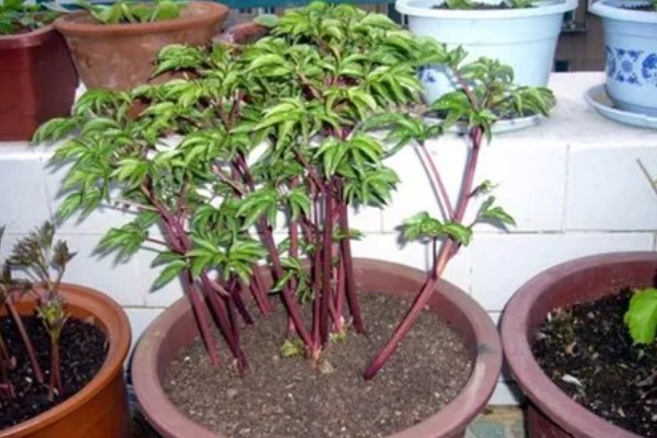 芍药花用什么肥料，栽种前以腐熟的骨粉、厩肥和堆肥为主