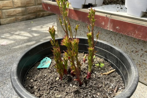 芍药花用什么肥料，栽种前以腐熟的骨粉、厩肥和堆肥为主