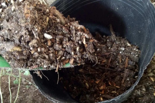 芍药花用什么肥料，栽种前以腐熟的骨粉、厩肥和堆肥为主