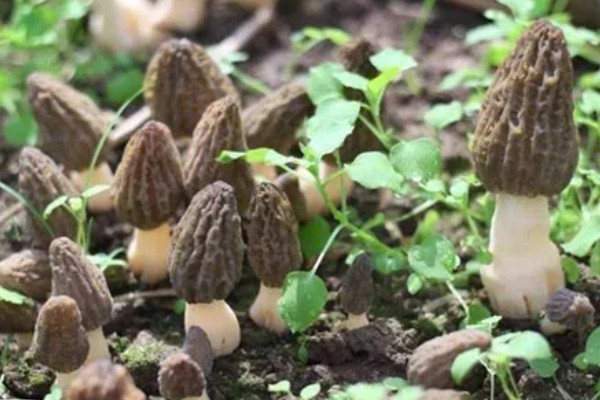 羊肚菌的栽培方法，整地时要施撒生石灰和草木灰