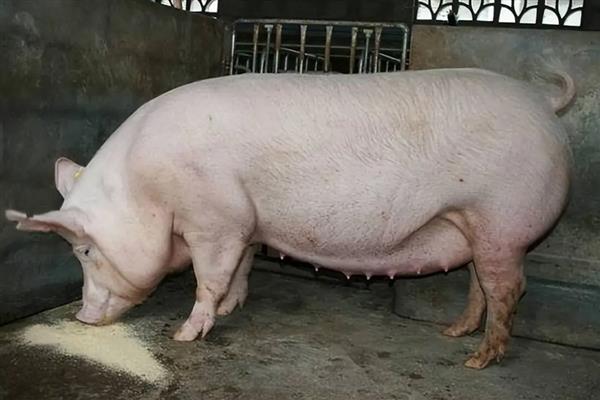 猪量体温要多长时间，需要5分钟左右