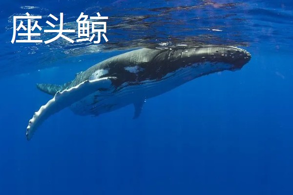 龙涎香来自哪种动物，来自于抹香鲸