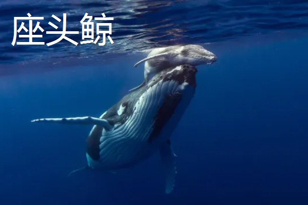龙涎香来自哪种动物，来自于抹香鲸