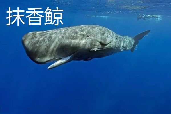 龙涎香来自哪种动物，来自于抹香鲸