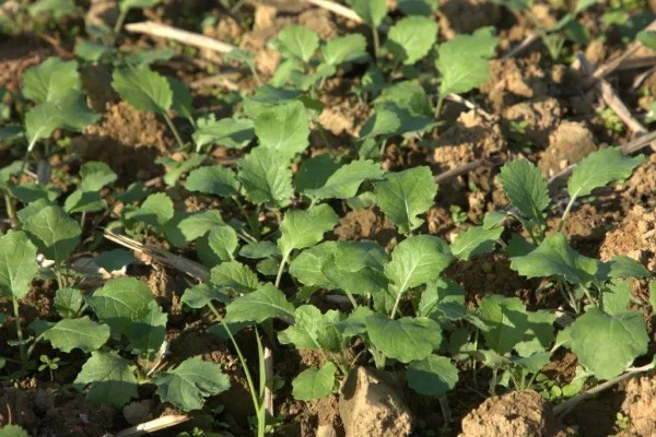 油菜育苗的方法，尽可能做到稀播、匀播