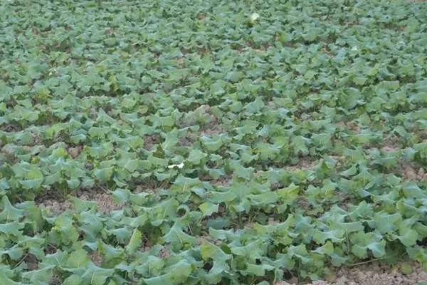 油菜育苗的方法，尽可能做到稀播、匀播