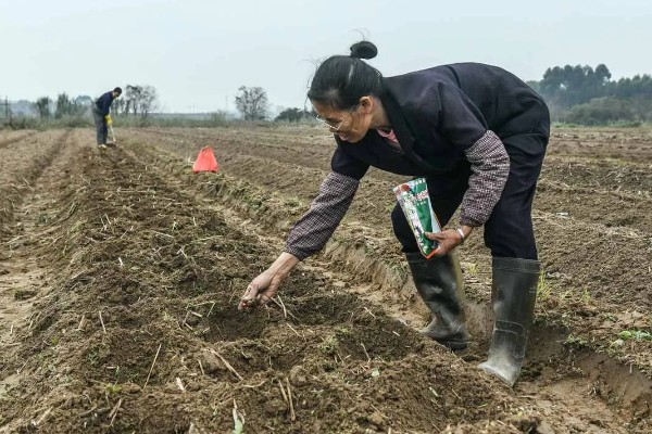 油菜育苗的方法，尽可能做到稀播、匀播