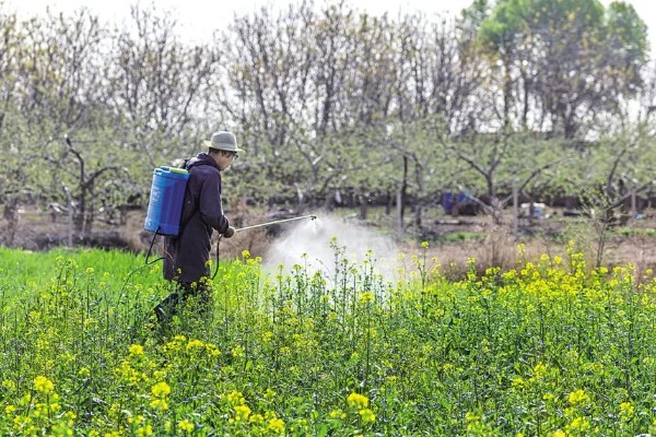 油菜育苗的方法，尽可能做到稀播、匀播