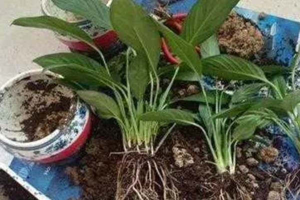 白掌全部塌下来了怎么处理，可增加光照并科学浇水