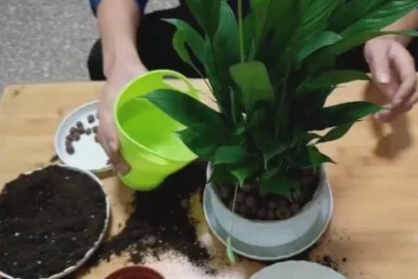 白掌全部塌下来了怎么处理，可增加光照并科学浇水