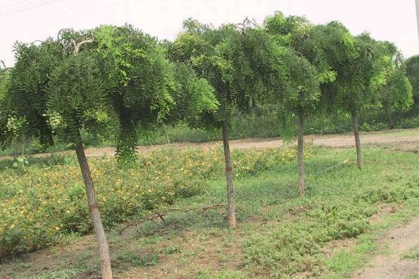 龙爪槐是什么植物，是国槐的芽变品种