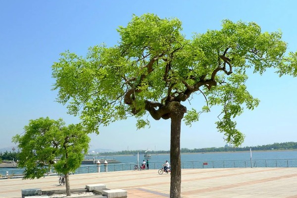 龙爪槐是什么植物，是国槐的芽变品种