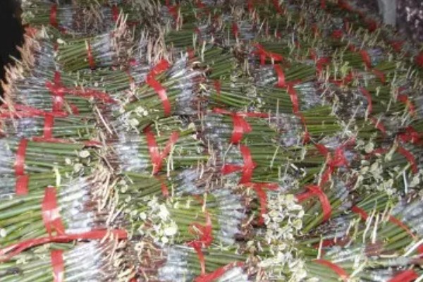 龙爪槐是什么植物，是国槐的芽变品种