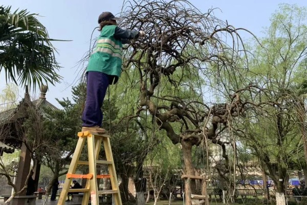 龙爪槐是什么植物，是国槐的芽变品种