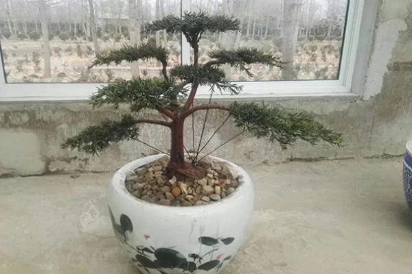 红豆杉的作用，可供观赏还能商用