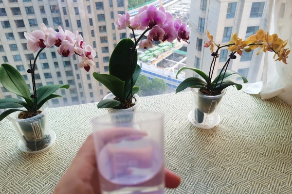 蝴蝶兰的养殖方式，施肥要薄肥勤施