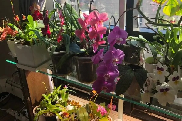 蝴蝶兰的养殖方式，施肥要薄肥勤施