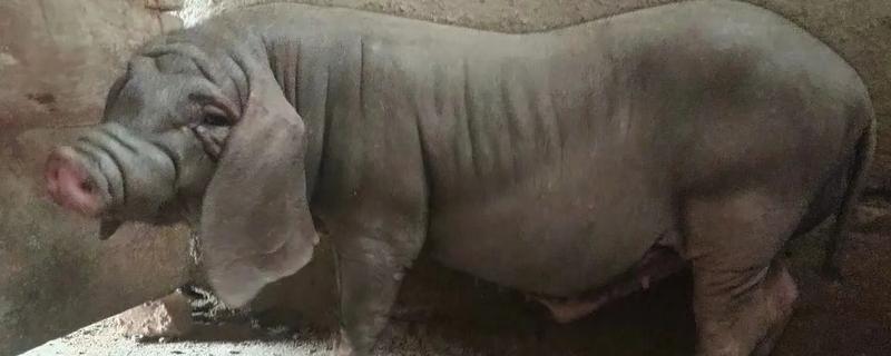 太湖猪有什么优缺点，繁殖能力强但生长速度慢