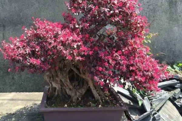 红花檵木的生长环境介绍，适合在微酸性土质中生长