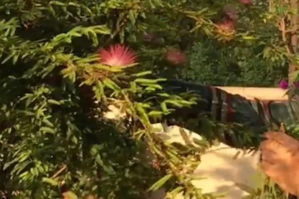 合欢花如何整形修剪，长到30cm时适当修剪根须