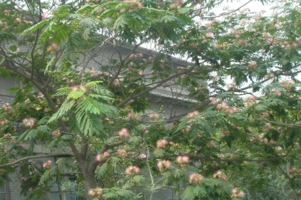 合欢花如何整形修剪，长到30cm时适当修剪根须