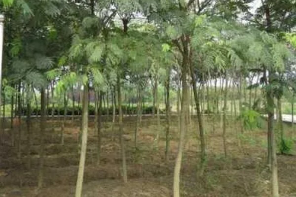 合欢花如何整形修剪，长到30cm时适当修剪根须