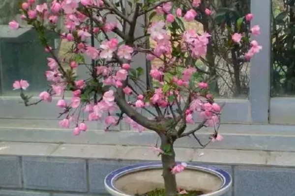 海棠树好养吗，是比较好养的植物