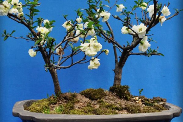 海棠树好养吗，是比较好养的植物