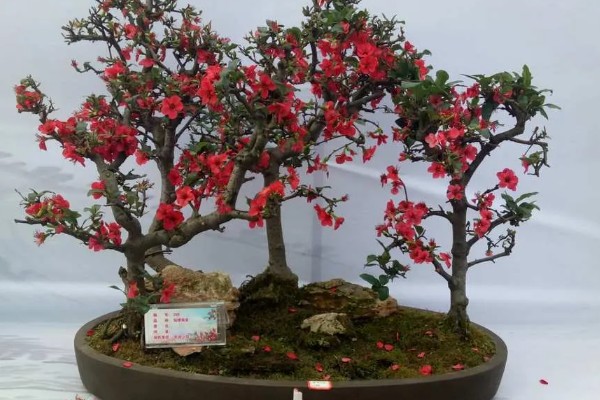 海棠树好养吗，是比较好养的植物