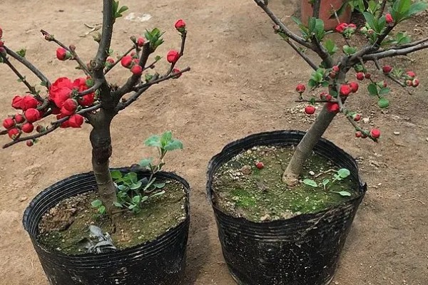 海棠树好养吗，是比较好养的植物