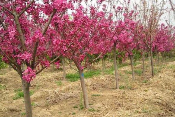 海棠树好养吗，是比较好养的植物