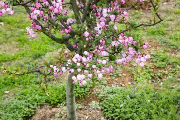 海棠树好养吗，是比较好养的植物