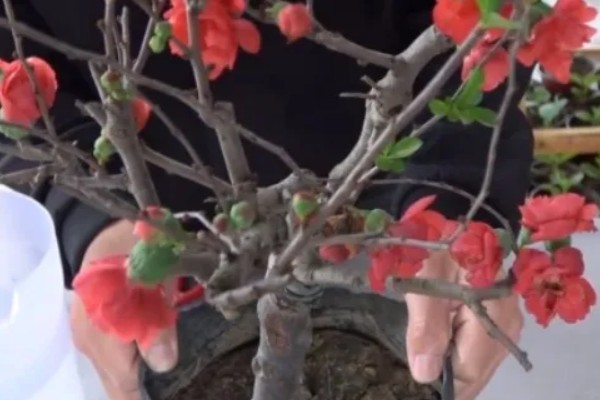 海棠树好养吗，是比较好养的植物