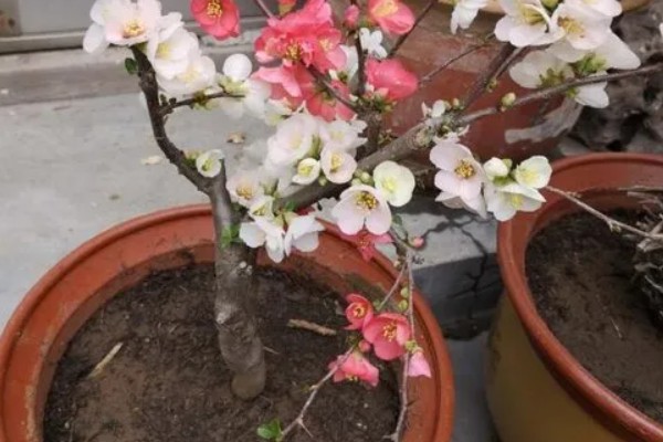 海棠树好养吗，是比较好养的植物