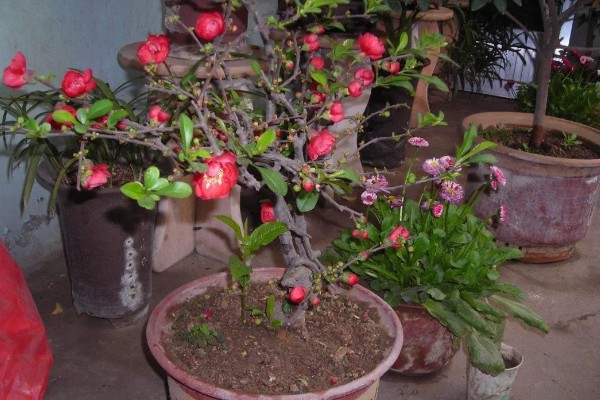 海棠树好养吗，是比较好养的植物